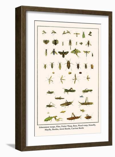 Ichneumon Wasps, Flies, Potter Wasp, Bees, Wood Wasp, Stonefly, Mayfly, Beetles, Jewel Beetle, etc.-Albertus Seba-Framed Art Print