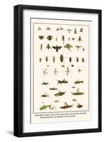 Ichneumon Wasps, Flies, Potter Wasp, Bees, Wood Wasp, Stonefly, Mayfly, Beetles, Jewel Beetle, etc.-Albertus Seba-Framed Art Print