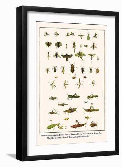Ichneumon Wasps, Flies, Potter Wasp, Bees, Wood Wasp, Stonefly, Mayfly, Beetles, Jewel Beetle, etc.-Albertus Seba-Framed Art Print