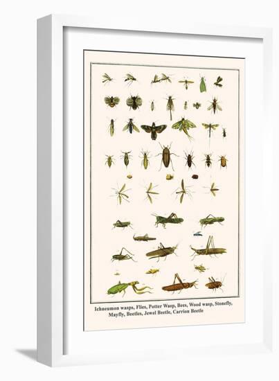 Ichneumon Wasps, Flies, Potter Wasp, Bees, Wood Wasp, Stonefly, Mayfly, Beetles, Jewel Beetle, etc.-Albertus Seba-Framed Art Print