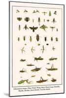 Ichneumon Wasps, Flies, Potter Wasp, Bees, Wood Wasp, Stonefly, Mayfly, Beetles, Jewel Beetle, etc.-Albertus Seba-Mounted Art Print