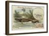 Ichthyosaur and Common Dolphin-null-Framed Giclee Print