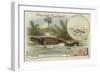 Ichthyosaur and Common Dolphin-null-Framed Giclee Print