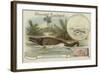 Ichthyosaur and Common Dolphin-null-Framed Giclee Print