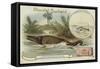 Ichthyosaur and Common Dolphin-null-Framed Stretched Canvas