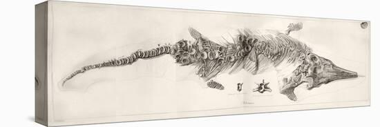 Ichthyosaur Skeleton Engraving 1819 Home-Stewart Stewart-Stretched Canvas