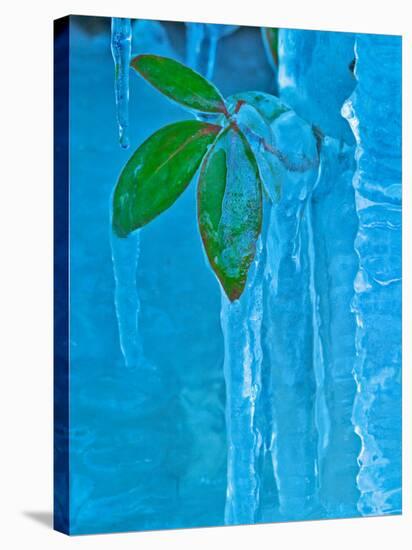 Icicle, Great Smoky Mountains National Park, Tennessee, USA-Adam Jones-Stretched Canvas