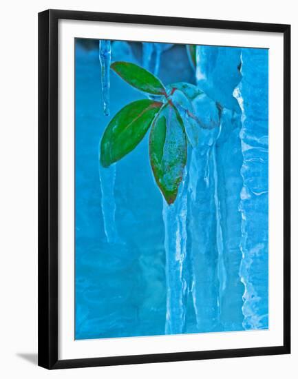Icicle, Great Smoky Mountains National Park, Tennessee, USA-Adam Jones-Framed Premium Photographic Print