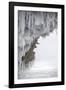 Icicles Formed-Louise Murray-Framed Photographic Print