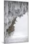 Icicles Formed-Louise Murray-Mounted Photographic Print