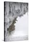 Icicles Formed-Louise Murray-Stretched Canvas