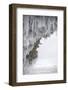 Icicles Formed-Louise Murray-Framed Photographic Print