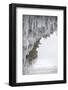 Icicles Formed-Louise Murray-Framed Photographic Print