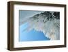 Icicles - Ice Stalactites Hanging From Cave Ceiling, Lake Baikal, Siberia, Russia, March-Olga Kamenskaya-Framed Photographic Print