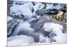 Icicles in the Stream Course in the Winter Wood-Falk Hermann-Mounted Photographic Print