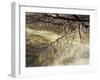 Icicles over Eagle Creek, Lake Tahoe, California, USA-Adam Jones-Framed Photographic Print