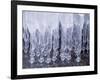 Icicles-null-Framed Photographic Print