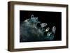 Icy Blue Glint-Ursula Abresch-Framed Photographic Print