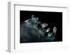 Icy Blue Glint-Ursula Abresch-Framed Photographic Print