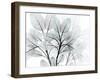 Icy Embrace 1-Albert Koetsier-Framed Art Print