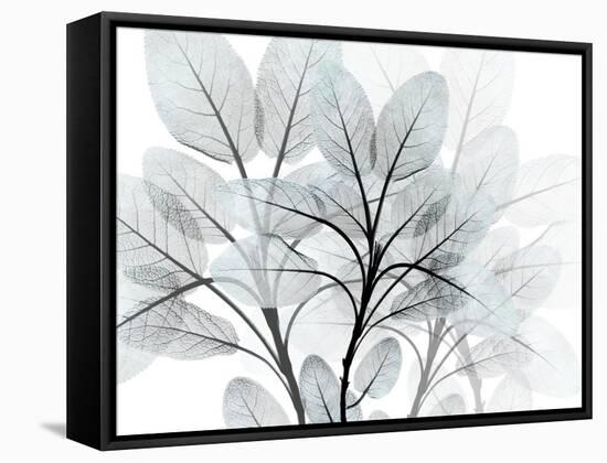 Icy Embrace 1-Albert Koetsier-Framed Stretched Canvas