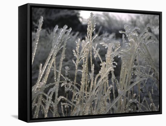 Icy Grass, Boulder-Michael Brown-Framed Stretched Canvas