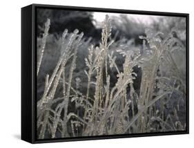 Icy Grass, Boulder-Michael Brown-Framed Stretched Canvas