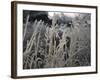 Icy Grass, Boulder-Michael Brown-Framed Photographic Print