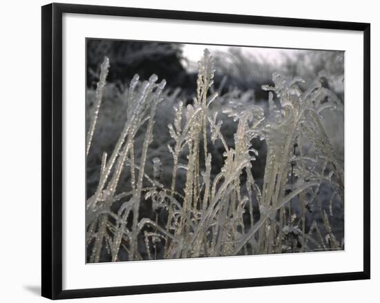 Icy Grass, Boulder-Michael Brown-Framed Photographic Print