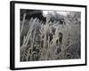 Icy Grass, Boulder-Michael Brown-Framed Photographic Print