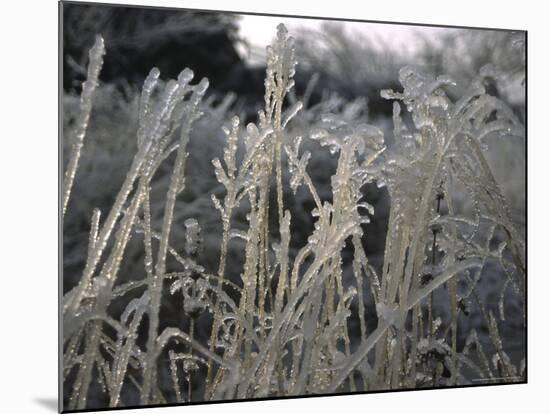 Icy Grass, Boulder-Michael Brown-Mounted Photographic Print