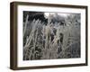 Icy Grass, Boulder-Michael Brown-Framed Photographic Print