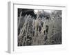 Icy Grass, Boulder-Michael Brown-Framed Photographic Print