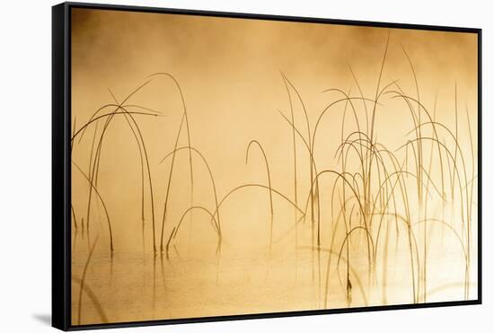 Icy reeds at sunrise on cold morning at Spencer Lake near Whitefish, Montana, USA-Chuck Haney-Framed Stretched Canvas