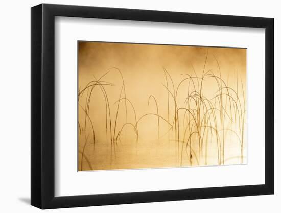 Icy reeds at sunrise on cold morning at Spencer Lake near Whitefish, Montana, USA-Chuck Haney-Framed Photographic Print