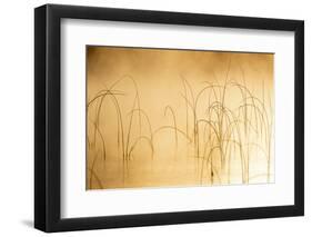 Icy reeds at sunrise on cold morning at Spencer Lake near Whitefish, Montana, USA-Chuck Haney-Framed Photographic Print