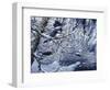 Icy Reflections-Jeff Tift-Framed Giclee Print