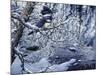 Icy Reflections-Jeff Tift-Mounted Giclee Print