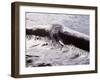 Icy River-WizData-Framed Photographic Print