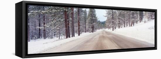 Icy Road and Snowy Forest, California-null-Framed Stretched Canvas