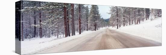 Icy Road and Snowy Forest, California-null-Stretched Canvas