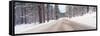 Icy Road and Snowy Forest, California-null-Framed Stretched Canvas