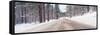 Icy Road and Snowy Forest, California-null-Framed Stretched Canvas