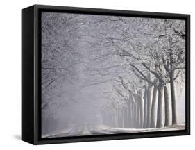 Icy Road, Avenue with Hoarfrost, Stuttgart, Baden-Wuerttemberg, Germany-Michael Weber-Framed Stretched Canvas