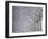 Icy Road, Avenue with Hoarfrost, Stuttgart, Baden-Wuerttemberg, Germany-Michael Weber-Framed Photographic Print