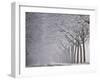 Icy Road, Avenue with Hoarfrost, Stuttgart, Baden-Wuerttemberg, Germany-Michael Weber-Framed Photographic Print