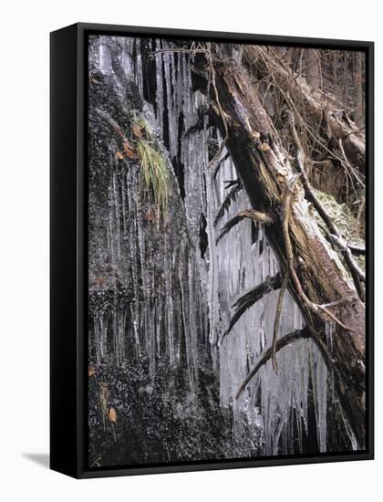 Icy Tree, Near Baiersbronn, Black Forest, Baden Wurttemberg, Germany, Europe-Marcus Lange-Framed Stretched Canvas