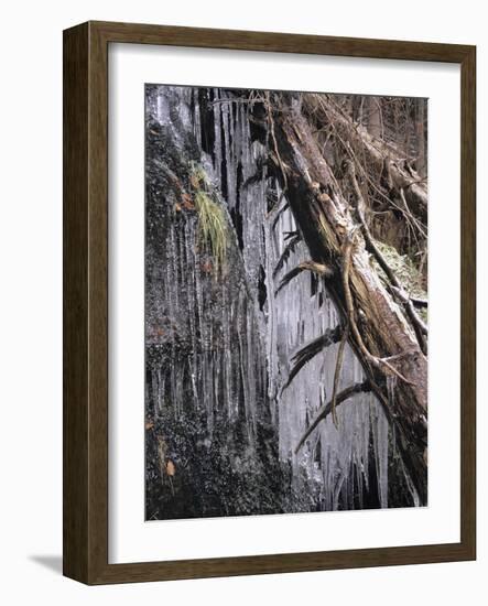 Icy Tree, Near Baiersbronn, Black Forest, Baden Wurttemberg, Germany, Europe-Marcus Lange-Framed Photographic Print