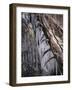 Icy Tree, Near Baiersbronn, Black Forest, Baden Wurttemberg, Germany, Europe-Marcus Lange-Framed Photographic Print