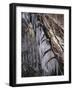Icy Tree, Near Baiersbronn, Black Forest, Baden Wurttemberg, Germany, Europe-Marcus Lange-Framed Photographic Print